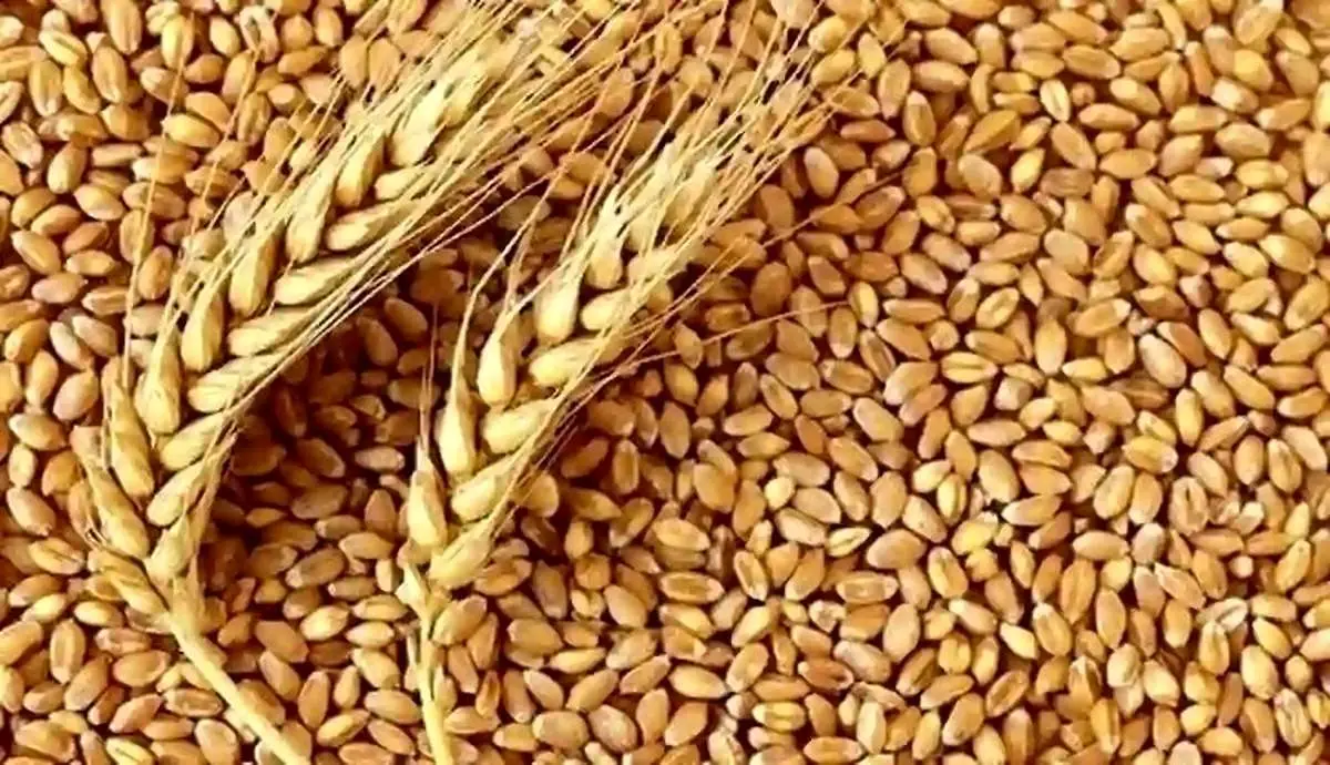 فرمول تعیین قیمت گندم اعلام شد
