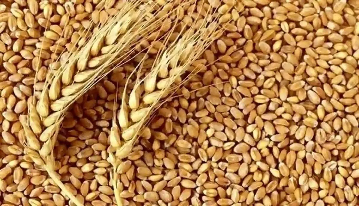 امروز قیمت گندم تعیین تکلیف می‌شود