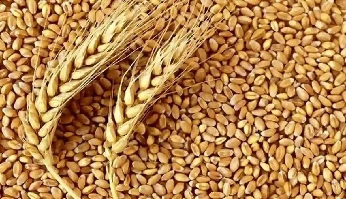 خبر مهم درباره قیمت گندم و پرداخت مطالبات گندمکاران