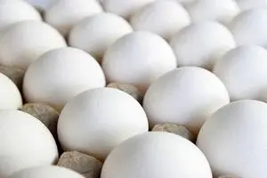 قیمت تخم مرغ مشخص شد