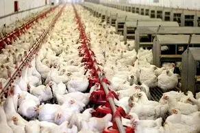 قیمت گوشت مرغ اعلام شد
