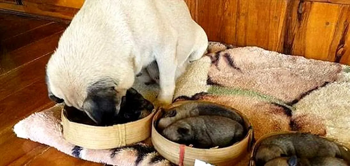 ماجرای غم انگیز فروش این توله سگ‌های با نمک+ عکس