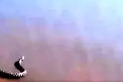 ماجرای هجوم مارهای سمی به سواحل دریای خزر چه بود؟!+ ببینید
