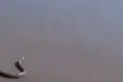 ماجرای هجوم مارهای سمی به سواحل دریای خزر چه بود؟!+ ببینید