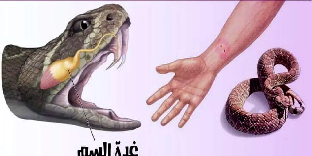 فواید عجیب زهر مار برای بدن!
