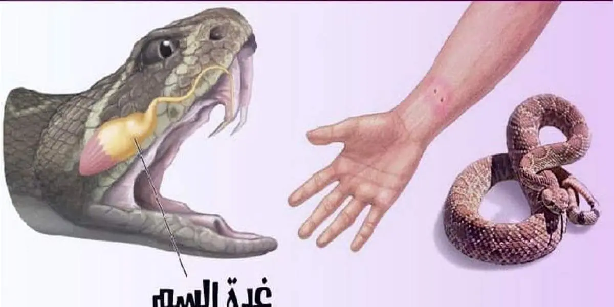 فواید عجیب زهر مار برای بدن!
