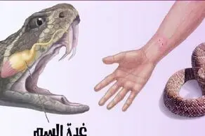 فواید عجیب زهر مار برای بدن!
