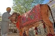 مردی کثیفی که هر روز ادرار و مدفوع گاو می‌خورد!+عکس