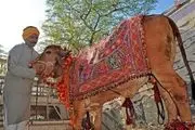 مردی کثیفی که هر روز ادرار و مدفوع گاو می‌خورد!+عکس