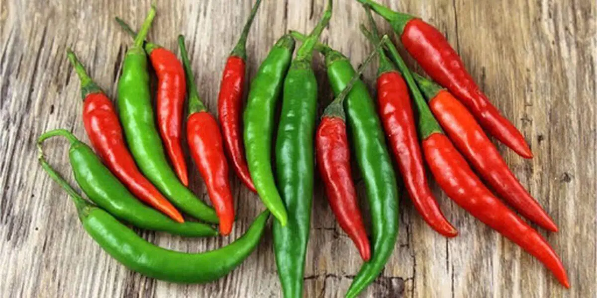 فلفل سبز تند بخوریم یا شیرین؟