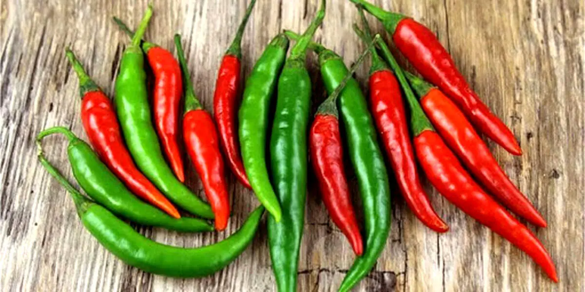 فلفل سبز تند بخوریم یا شیرین؟