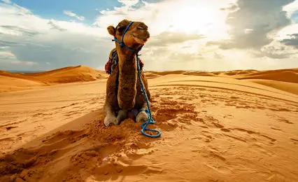 این موجود یکی از عجیب‌ترین ساکنان کویره!