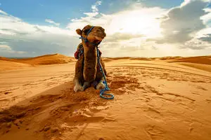 این موجود یکی از عجیب‌ترین ساکنان کویره!