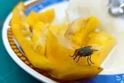 این کارها خانه شما را به محل زندگی حشرات موذی تبدیل می کند