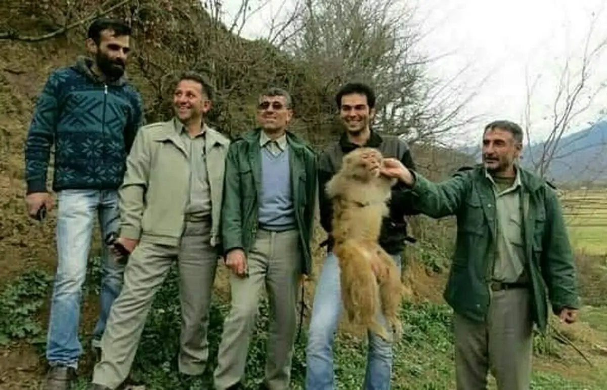 ماجرای رهاسازی میمونها در جنگلهای شمال