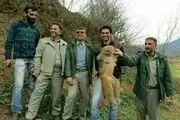 ماجرای رهاسازی میمون‌ها در جنگل‌های شمال