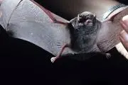 محققان اجداد ویروس کرونا را کشف کردند!