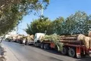 صادرات نخل به کویت و قطر ادامه دارد / قیمت فروش هر نخل فقط 55 دلار!