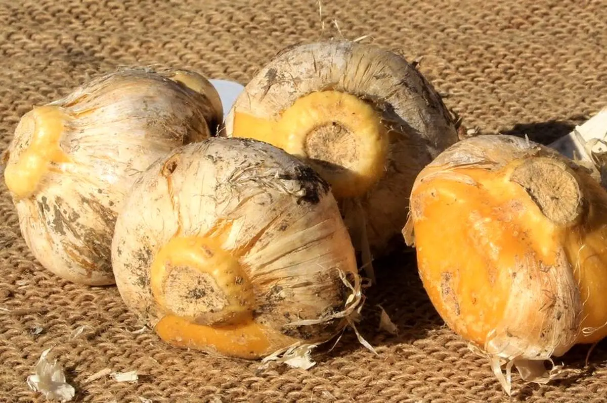 موسیر ، دوای درد مفاصل و نقرس!