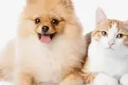 تولد حیوانی وحشتناک و عجیب الخلقه از جفت‌گیری دو حیوان خانگی متفاوت+ عکس

