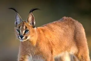 شیوع بیماری کشنده در باغ وحش پردیسان