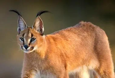 شیوع بیماری کشنده در باغ وحش پردیسان