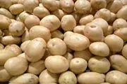 کشف ۲۷۰ تُن سیب‌زمینی احتکارشده در  این شهر