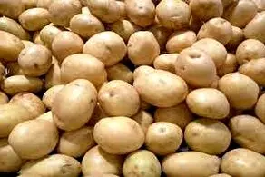 کشف ۲۷۰ تُن سیب‌زمینی احتکارشده در  این شهر