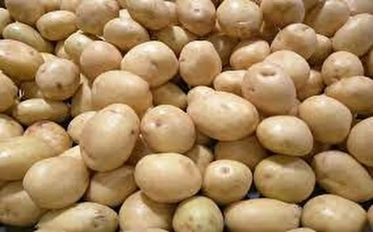 کشف ۲۷۰ تُن سیب‌زمینی احتکارشده در  این شهر