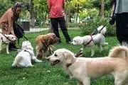 خبرمهم، از این پس سگ گردانی در این شهر ممنوع شد/ جزئیات تکمیلی 