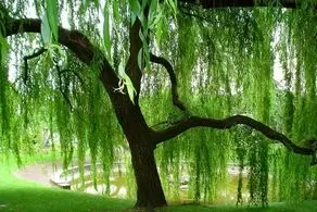 با دیدن این درخت عجیب شگفت زده می شوید+ عکس