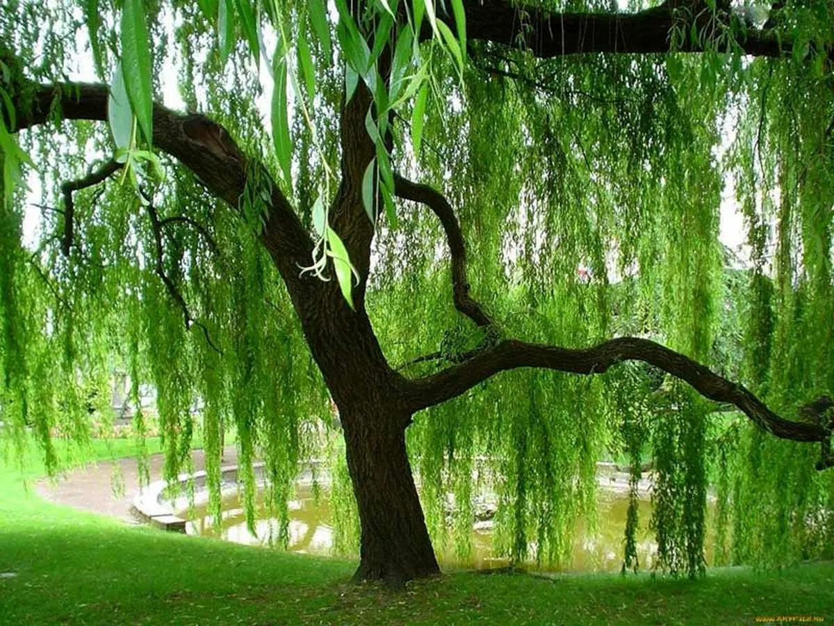 با دیدن این درخت عجیب شگفت زده می شوید+ عکس