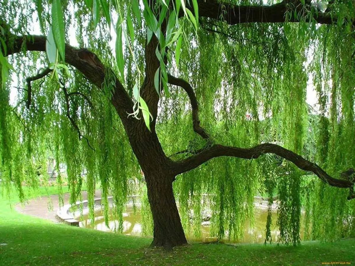 با دیدن این درخت عجیب شگفت زده می شوید+ عکس