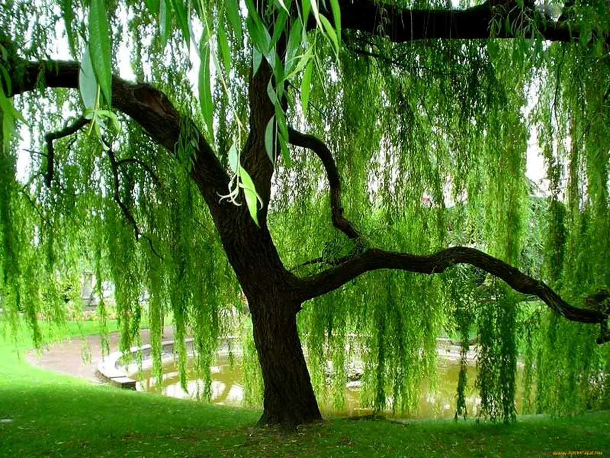 با دیدن این درخت عجیب شگفت زده می شوید+ عکس