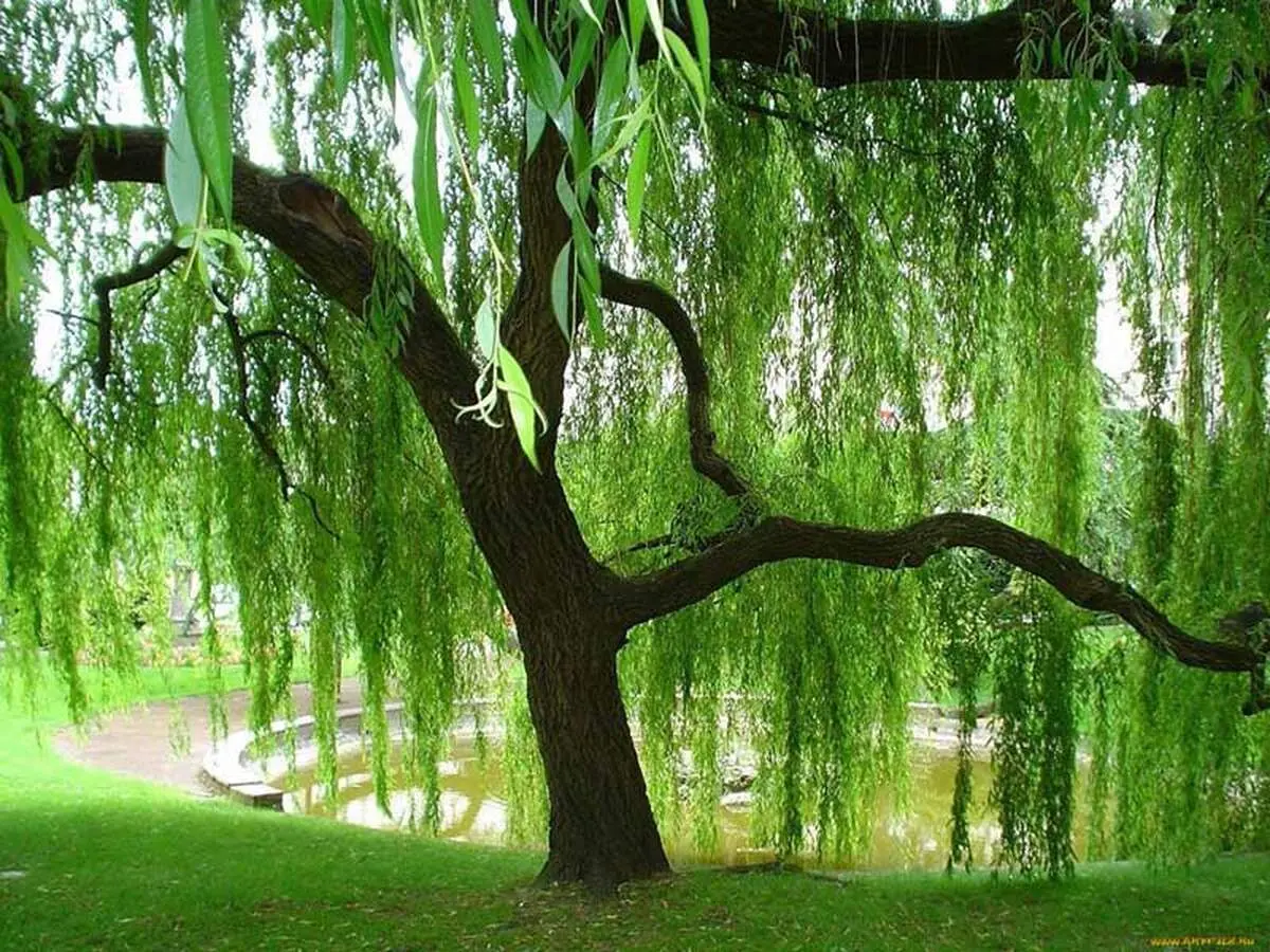 با دیدن این درخت عجیب شگفت زده می شوید+ عکس