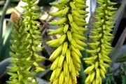 این گیاه با سرطان کبد مقابله می‌کند!