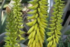 دلیل شکارچی شدن گیاهان گوشتخوار چیست؟