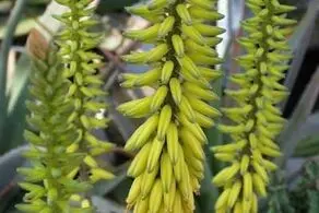 این گیاه با سرطان کبد مقابله می‌کند!