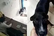 سگ سرطانی با پای خود به کلینیک دامپزشکی رفت!