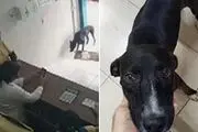 سگ سرطانی با پای خود به کلینیک دامپزشکی رفت!
