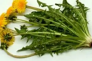 گیاه قاصدک برای چه چیزی خوب است؟
