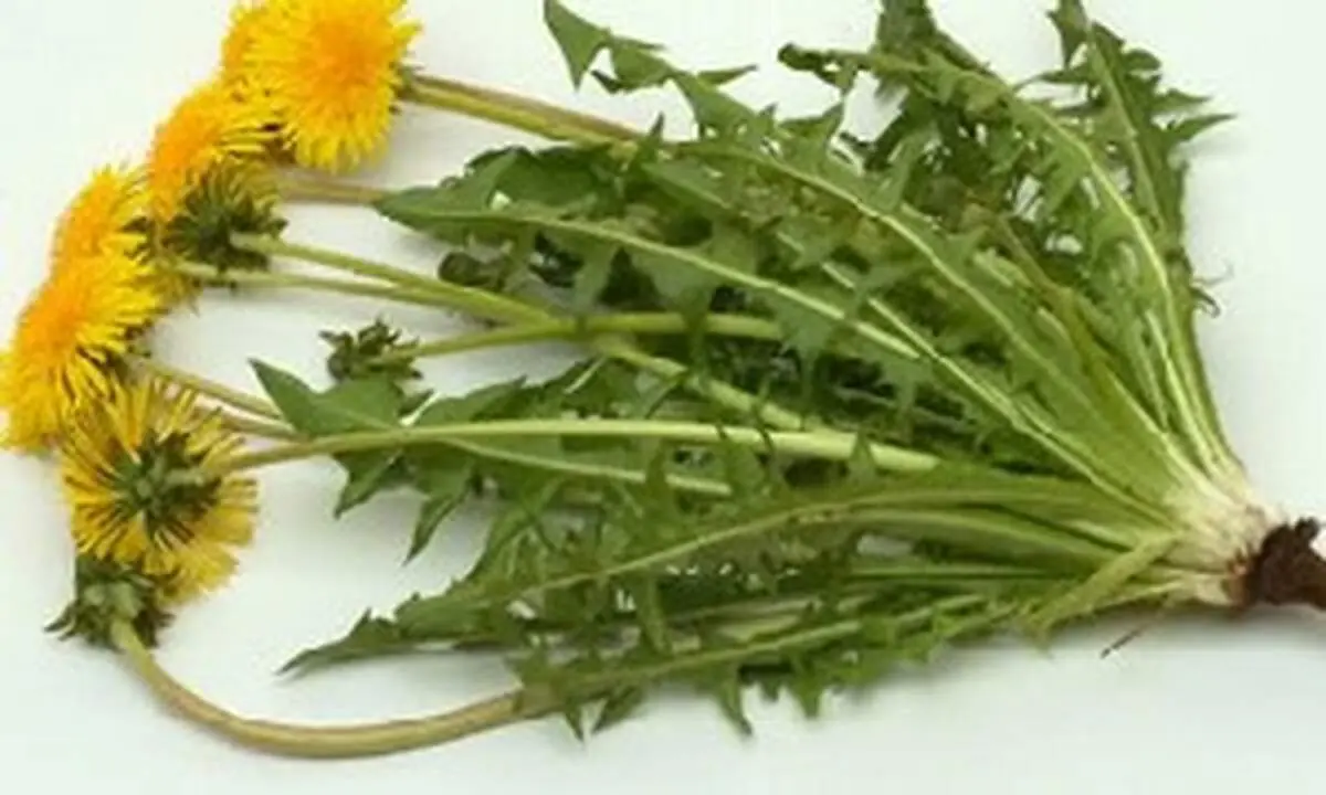 گیاه قاصدک برای چه چیزی خوب است؟