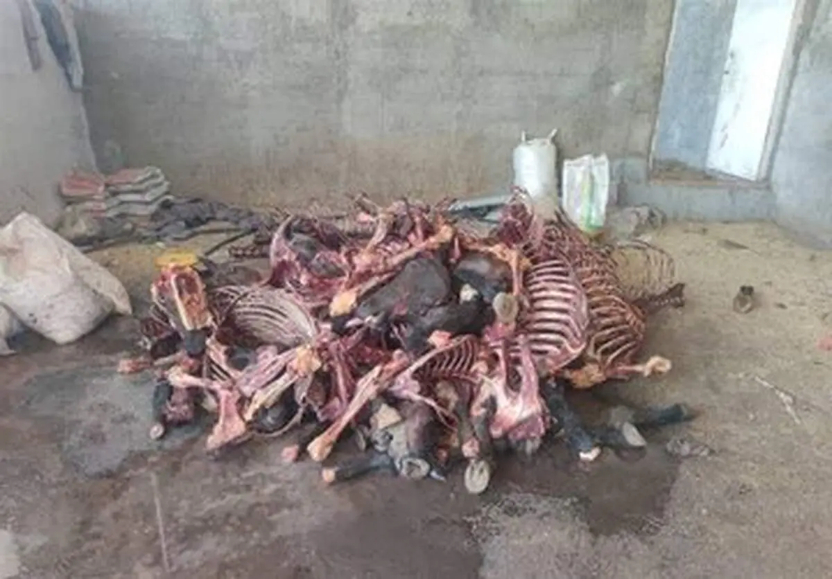 کشف ۱۱ هزار کیلوگرم گوشت اسب در این شهر!