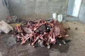 کشف ۱۱ هزار کیلوگرم گوشت اسب در این شهر!