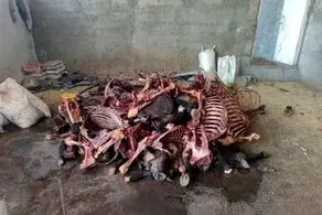 کشف ۱۱ هزار کیلوگرم گوشت اسب در این شهر!