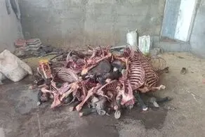 کشف ۱۱ هزار کیلوگرم گوشت اسب در این شهر!