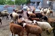 قیمت گوسفند زنده برای عید قربان اعلام شد