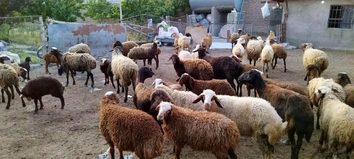 قیمت گوسفند زنده برای عید قربان اعلام شد