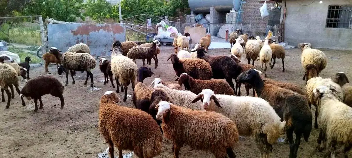 قیمت گوسفند زنده برای عید قربان اعلام شد