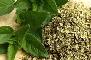خواص اعجاب آور پونه